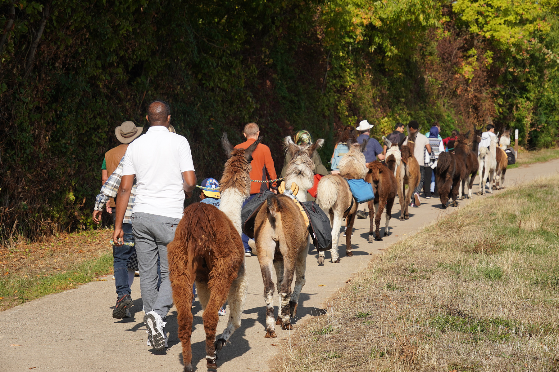 Lama-Wanderung_Gruppe 2